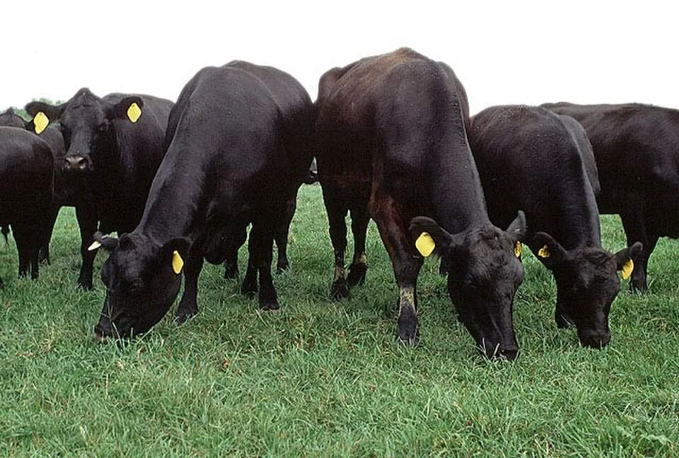 case-beef-processing